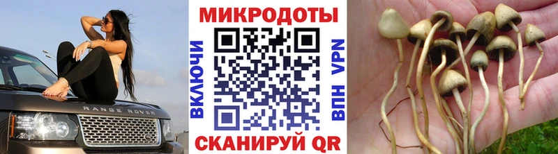 Купить  Салаир  Псилоцибиновые грибы Magic Shrooms 
